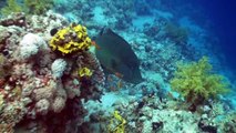 The best dive sites at Sharm El Sheikh, Egypt in HD