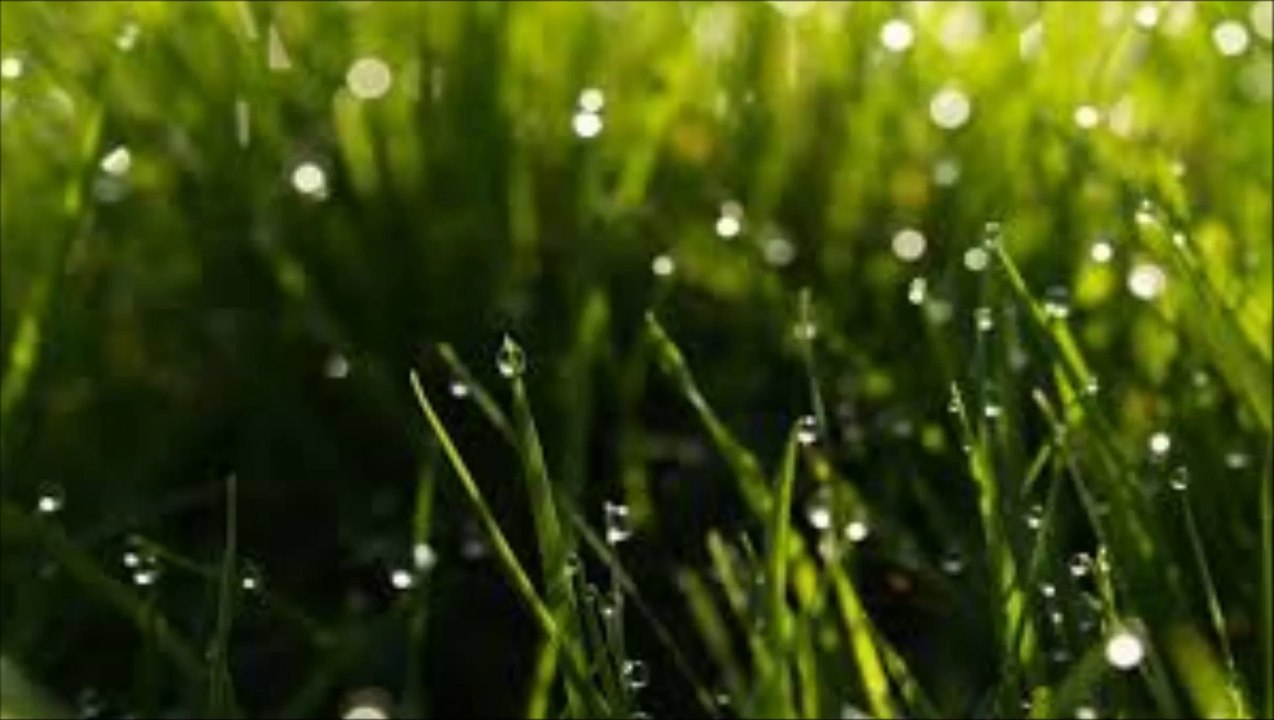 Dies Natalis - Harvest Rain
