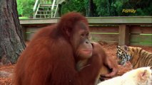 Un orang-outan s'occupe de bébés tigres