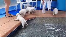 Eight Golden Retriever puppies go for their first ever swim
