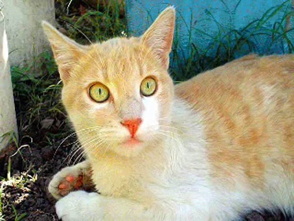 Shocking Cats!