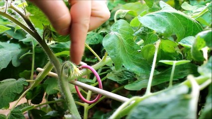 Aquaponics - Alternate Cloning Method