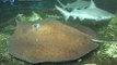 Rare Australian Freshwater Sharks & Rays