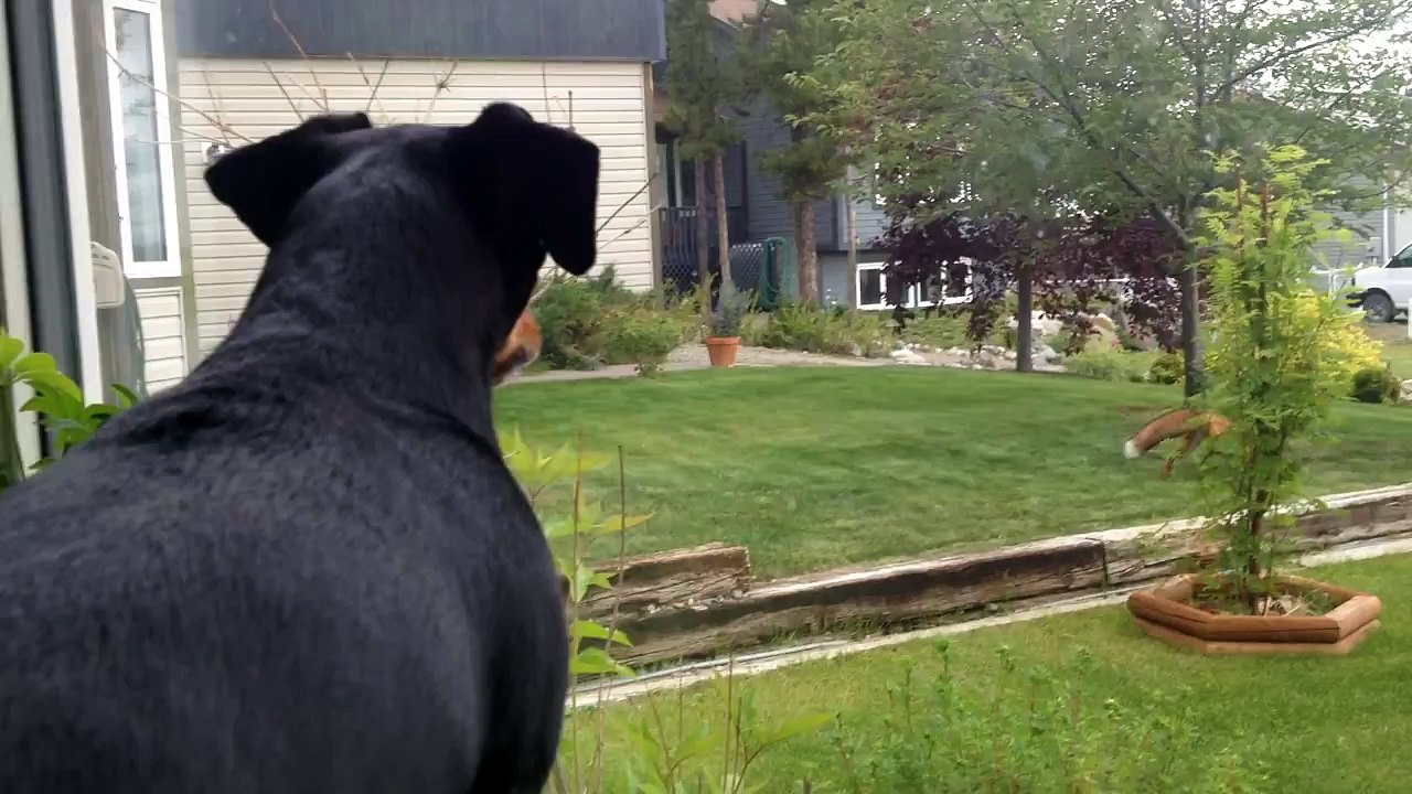 Un renard prend le jouet du chien