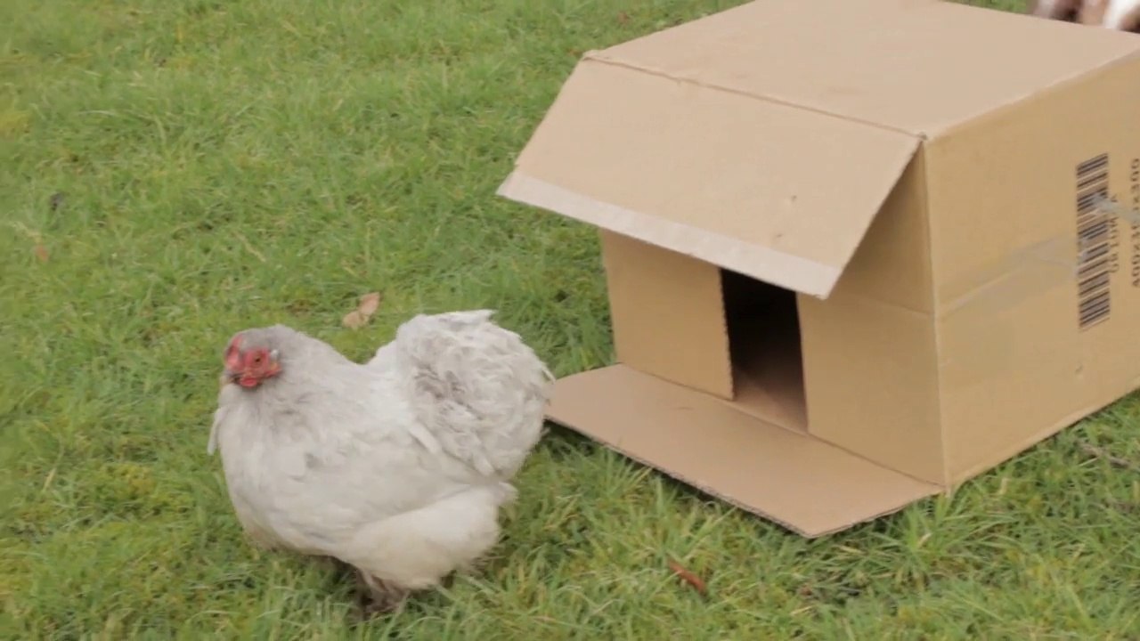 LE CARTON ET LA POULE