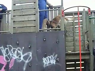 Formation canine octobre 2008