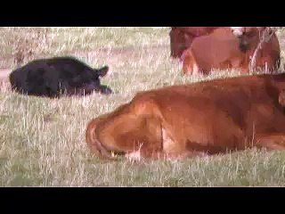 Baby Doe Adopted by Cows