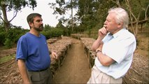 Why did the Elephant Bird disappear? - #AttenboroughWeek - Attenborough and the Giant Egg - BBC