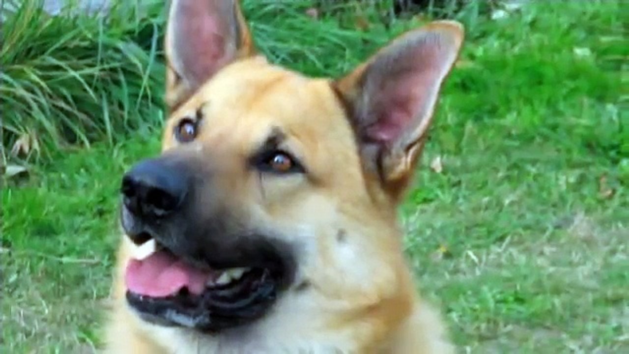 Your Dog Can Pull
