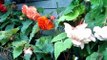 Begonia cuttings Leaf Basal and stem cuttings Feilding New Zealand Begonia Grower