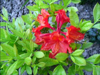 Azalka v rozkvětu: Václav Kovalčík, květen 2015