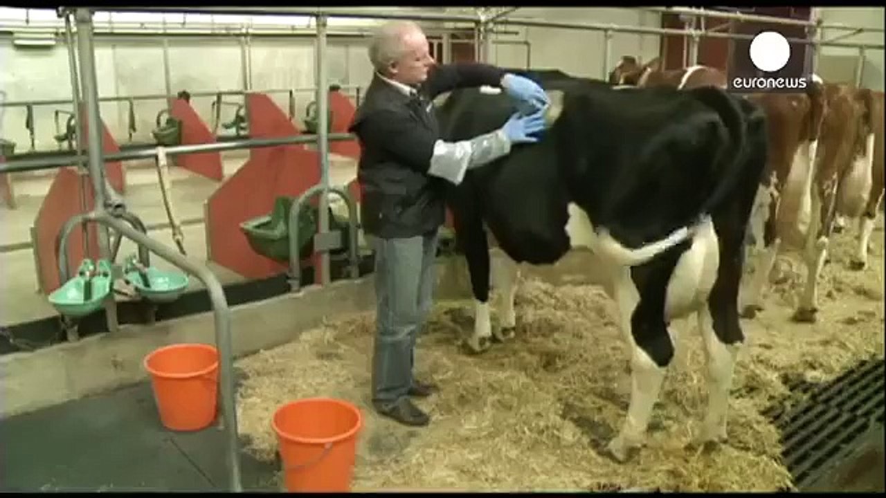 New Generation Cow's
