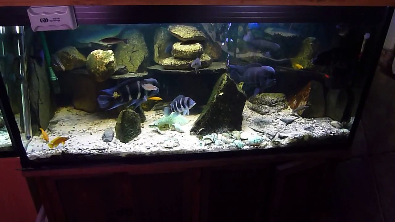 Frontosa - Tanganyika  Aquarium set up.