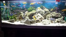 Malawi Aquarium set up