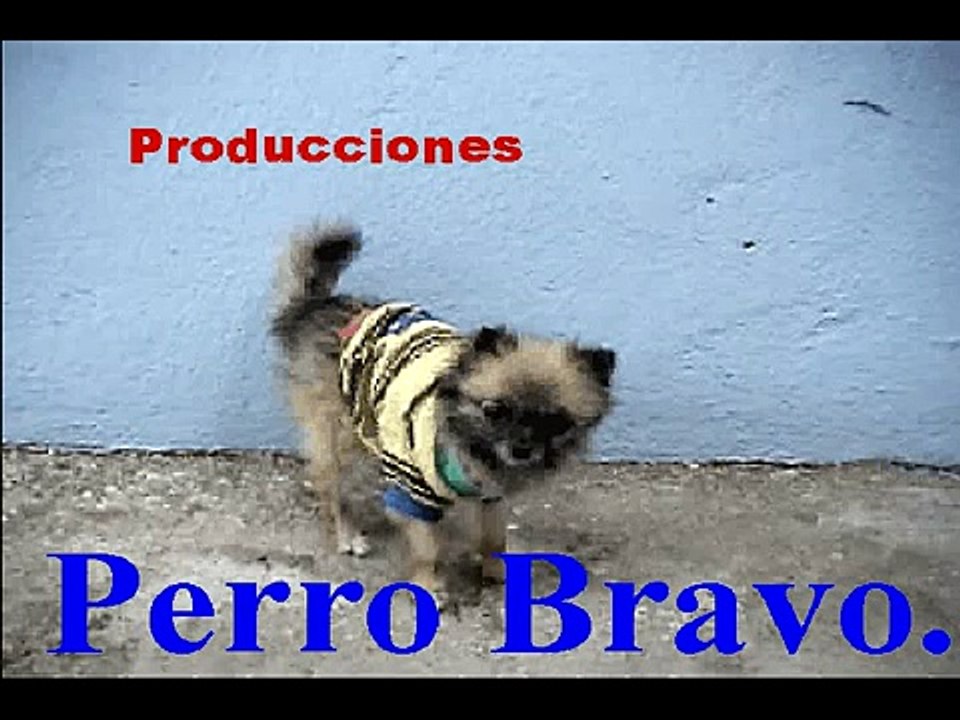 Sable, el perro luchador.