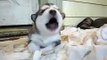 Desent Alaskan Malamutes----Ariel-- This Pup can Howl!