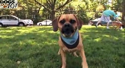 DOGS 101 - Puggle [ENG]