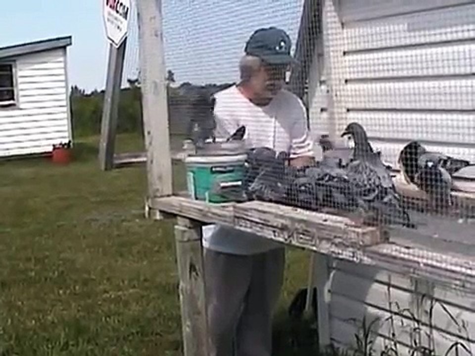 Hand Feeding Tames your Birds, Only Feed Inside Loft