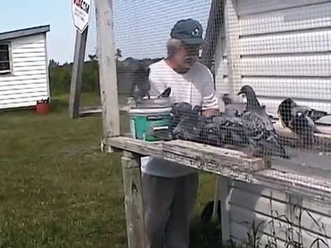 Hand Feeding Tames your Birds, Only Feed Inside Loft