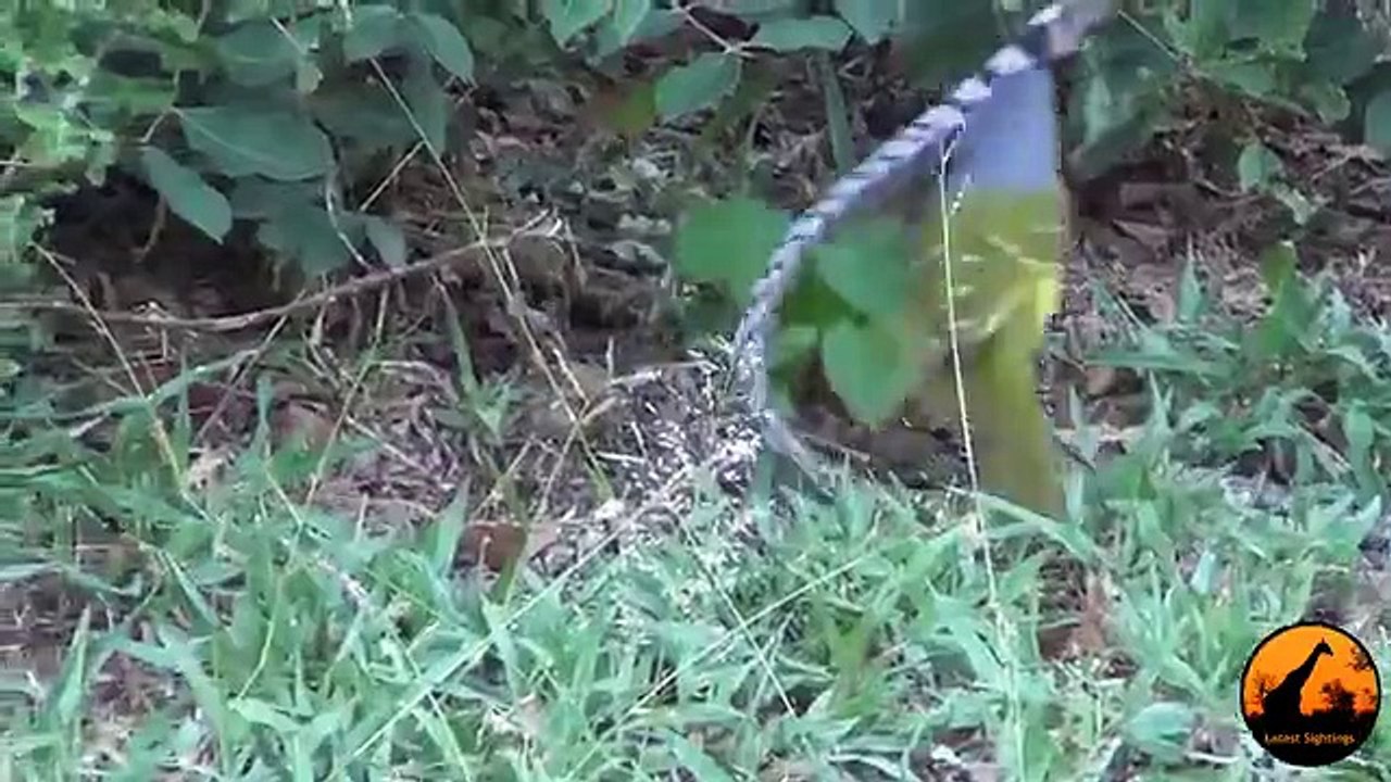 bird vs snake
