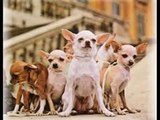 RAZAS DE PERROS: Chihuahua