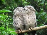 Nationalpark Bayer. Wald: Junge Habichtskäuze schmusen - ural owls chattering