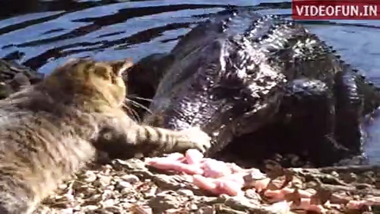 Cat and alligator fight