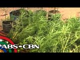 Taniman ng marijuana nadiskubre sa Batangas
