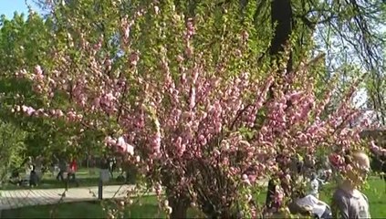 Праздник 9 мая в Москве