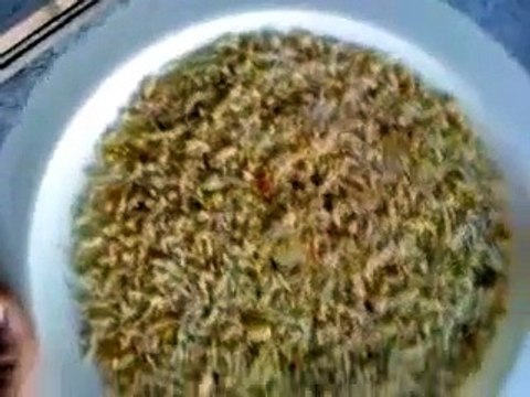 zebra finch are loves eating egg food