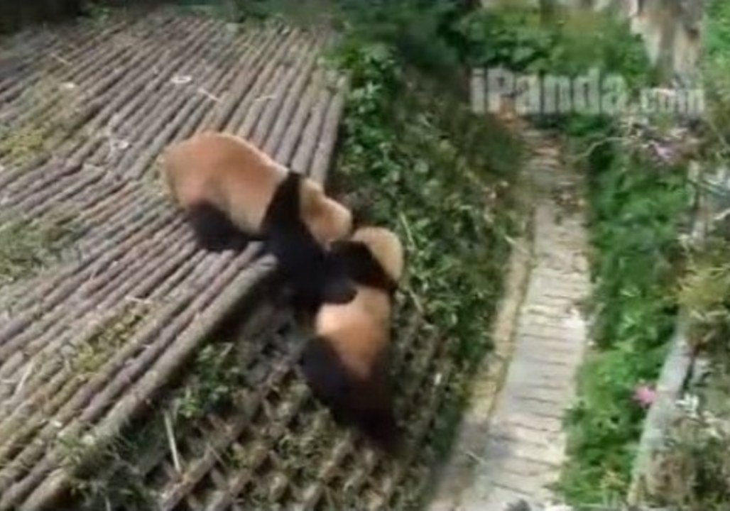 Pugnacious Panda Pushes Over His Pal