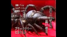 Manticora Tiger Beetle VS Camel Spider