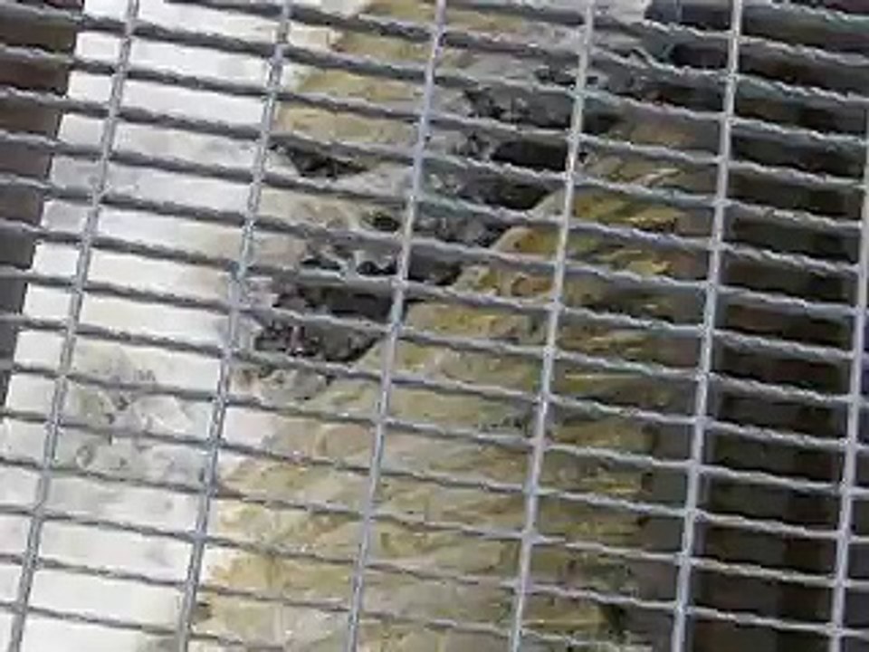 MVI_2970