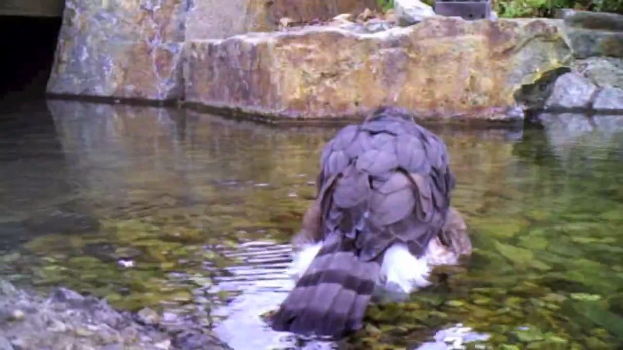 Cooper's Hawk Bathing And Flying Away