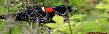 The Red-Winged Blackbirds Close Up in HD