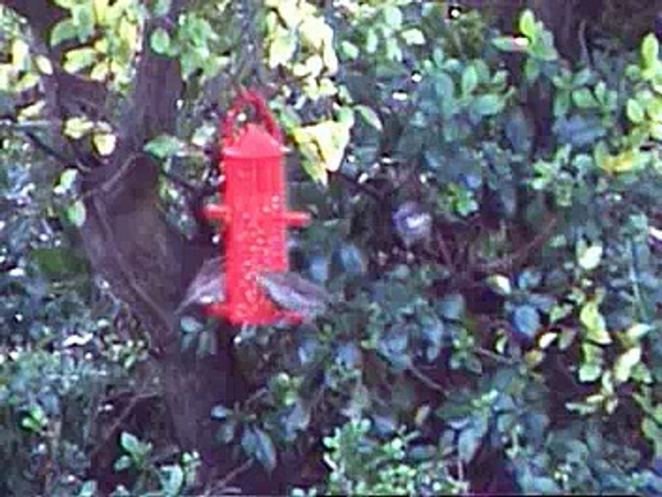 Birds feeding in my garden