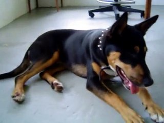 Pitbull vs Rottweiler