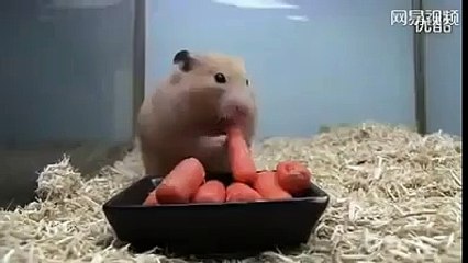 Kıtlıktan çıkmış sanki