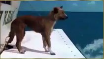 DOLPHIN PROTECT A DOG FROM SHARK, DOLPHIN NE AIK KUTE KO SHARK SE BACHA LYA