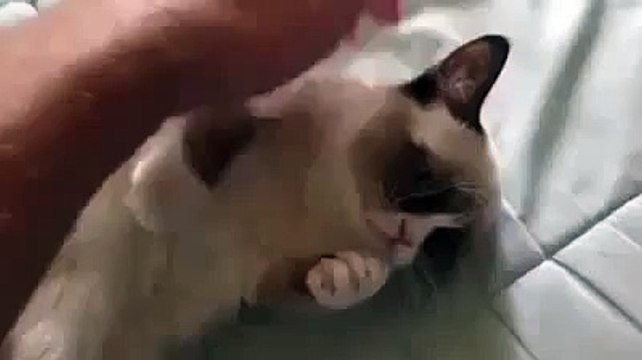 Grumpy Cat Smiling SHOCKING Video Grumpy FACEBOOK Cat Laughing