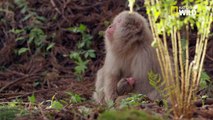 L'éducation des petits macaques japonais