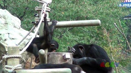 아기 침팬지 ( Baby Chimpanzee)