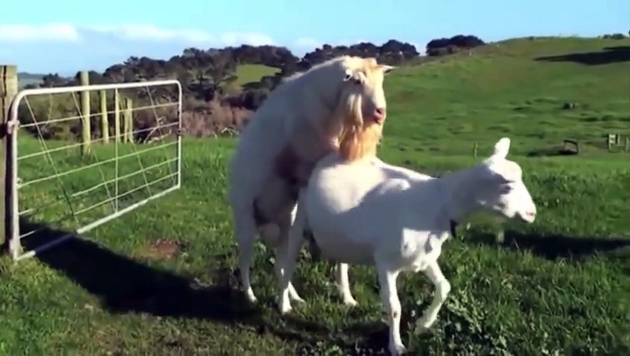 Amazing Animals Mating