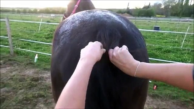 Tuto 15 Tresse de queue à 3 brins cheval poney coiffure horse pony