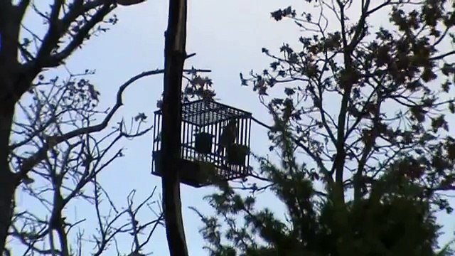 Caccia dal capanno Tordi Sasselli e Cesene Migratoria.it