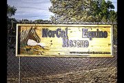 Norcal Equine Rescue Saves Horses