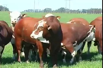 Brazilian Hereford e Braford - Genética de Qualidade para o Mundo