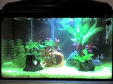 Black Neon Tetras in Aquarium