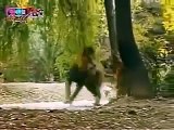 Tiger vs Lion Real Figt to Death in Jungle - Animal Fight TV