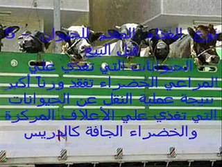 دورة تدريبية في التسمين..ج7..نقل واستلام العجول.wmv